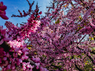 40 CHINESE REDBUD Cercis Chinensis Shrub Small Tree Pink Purple Flower Seeds
